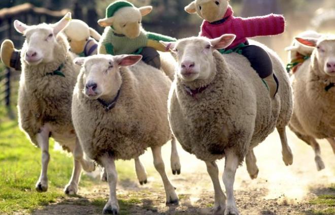 The Big Sheep Farm and Theme Park Bideford North Devon 