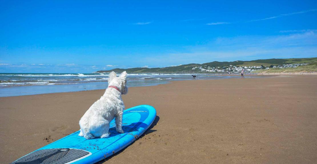 Dog on surf board at Woolacombe beach