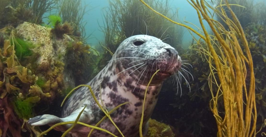 Lundy Marine Festival 