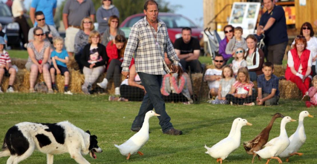 Borough Farm Mortehoe Sheepdog & Falconry Display