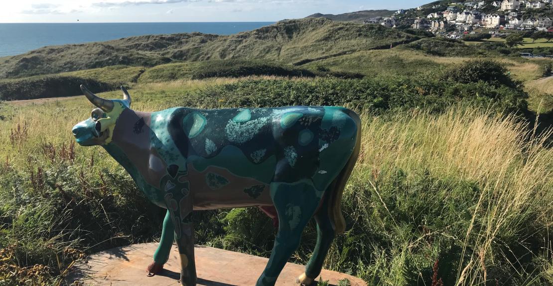 National Trust Woolacombe Dunes Cow Trail