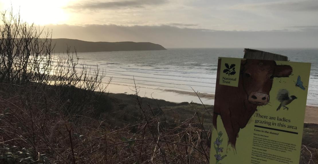 National Trust Cows on Woolacombe Dunes