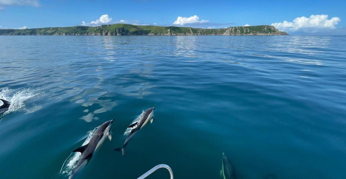 Kittiwake Charters Dolphins off the Coast of Lundy Ilfracombe North Devon