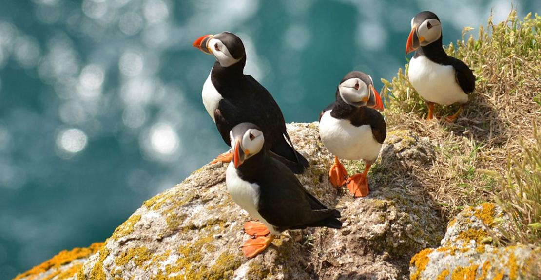 Book DayTrips to Lundy Island at Woolacombe Tourist Information Centre