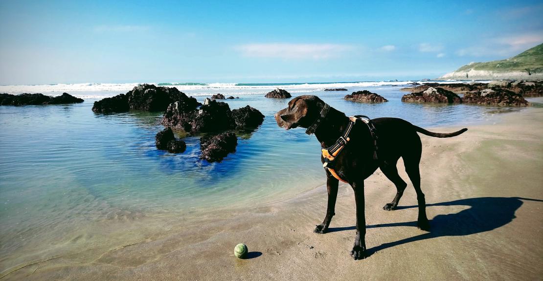 Dog friendly winter breaks at Byron Woolacombe Holiday Lets