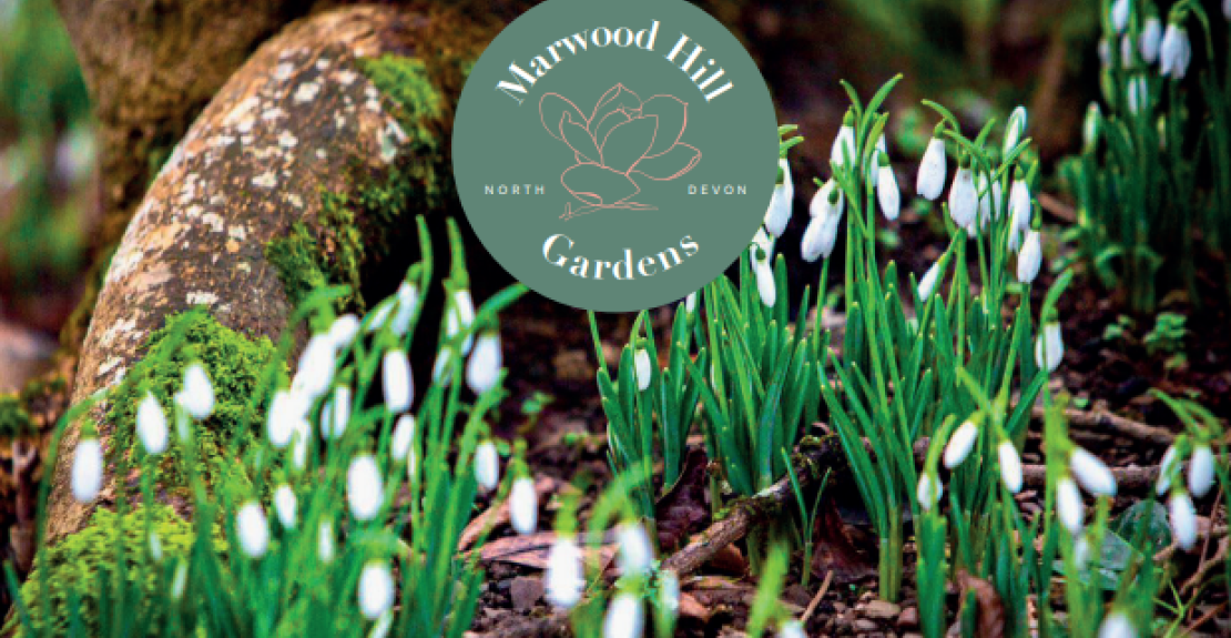 Snowdrops at Marwood Hill Gardens February 2024