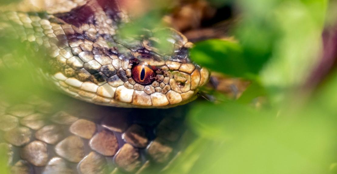 National Trust Reptile Rambles Woolacombe