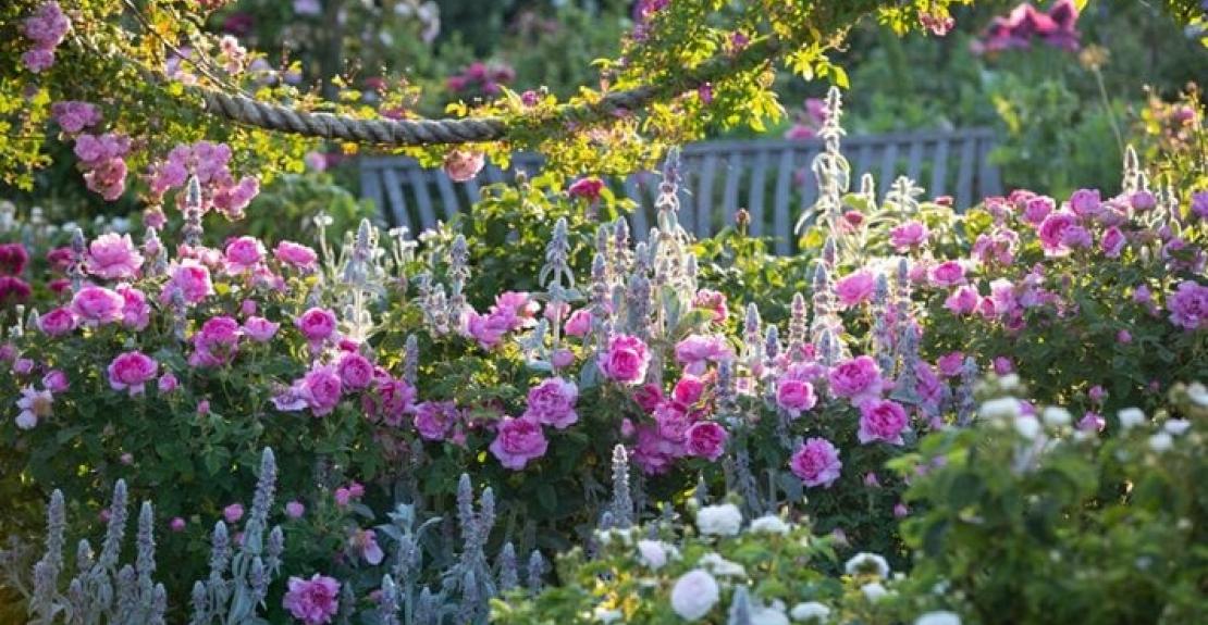 RHS Rosemoor Festival of Roses North Devon