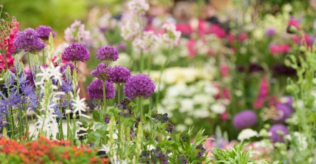 RHS Garden Rosemoor Flower Show 2024 North Devon