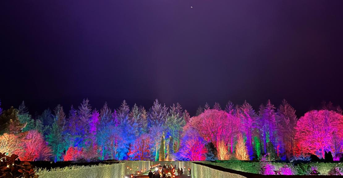 RHS Rosemoor Glow