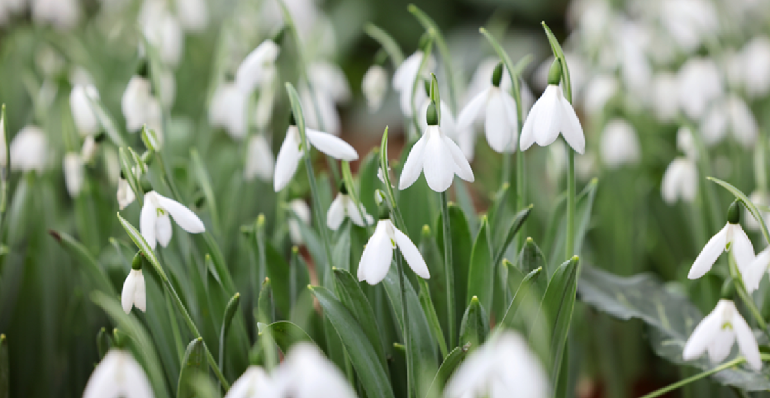 RHS Rosemoor Snowdrops Calendar of Events 2025