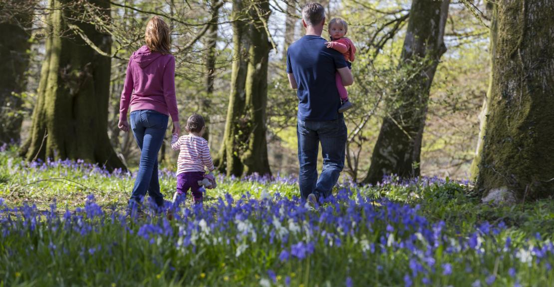 Wild About Spring Chris Lacey National Trust Arlington Court