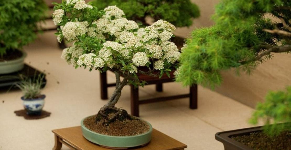 RHS Rosemoor Bonsai Show South West