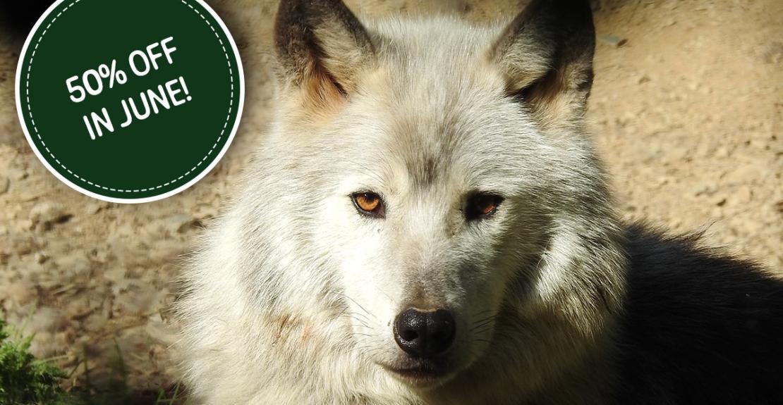 Combe Martin Wildlife & Dinosaur Park Half Price Admission June 2025