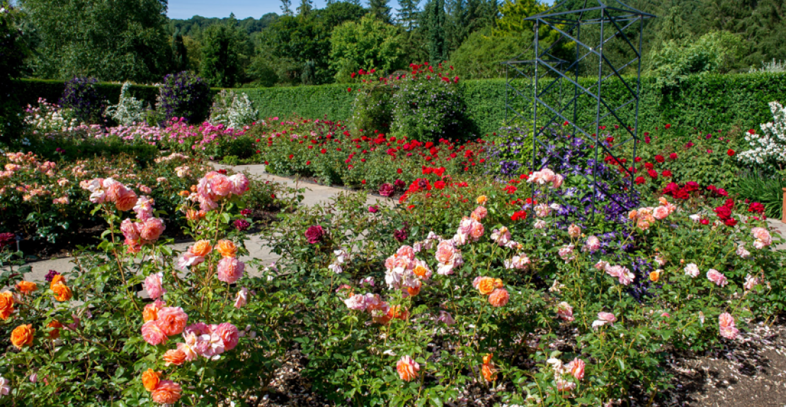 Festival of Roses RHS Rosemoor 2025