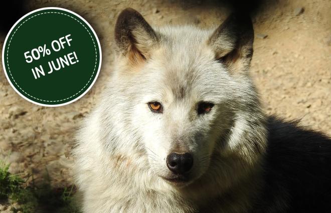 Combe Martin Wildlife & Dinosaur Park Half Price Admission June 2025