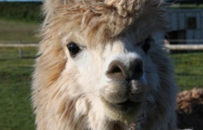 Little Roadway Farm Campsite Woolacombe Alpacas