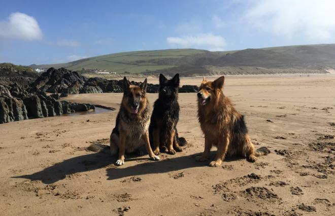 Shepherds Hut Cafe Dog Friendly Cafe in Woolacombe