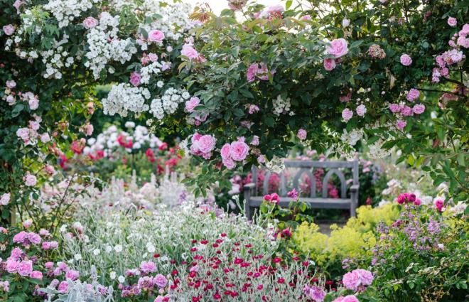 RHS Rosemoor Rose Garden Great Torrington North Devon 