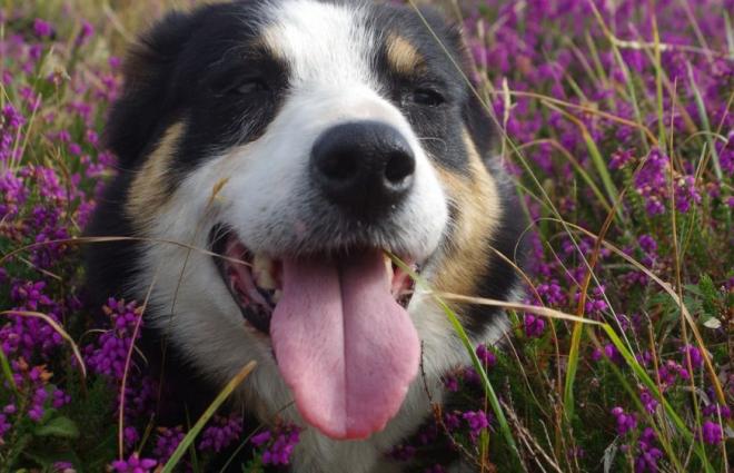 Fly Borough Farm Sheepdog & Falconry Displays Mortehoe