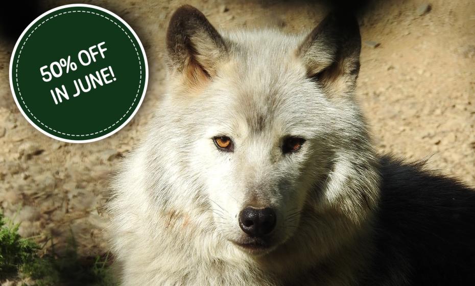 Combe Martin Wildlife & Dinosaur Park Half Price Admission June 2025