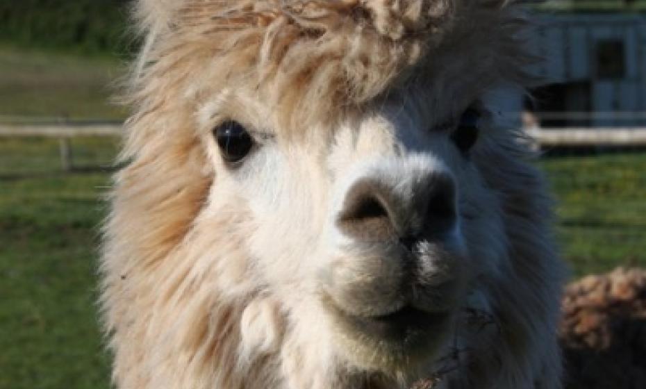 Little Roadway Farm Campsite Woolacombe Alpacas