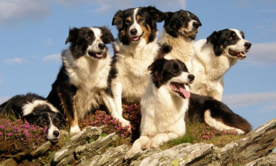 Borough Farm Shepherding Experience Walks Mortehoe