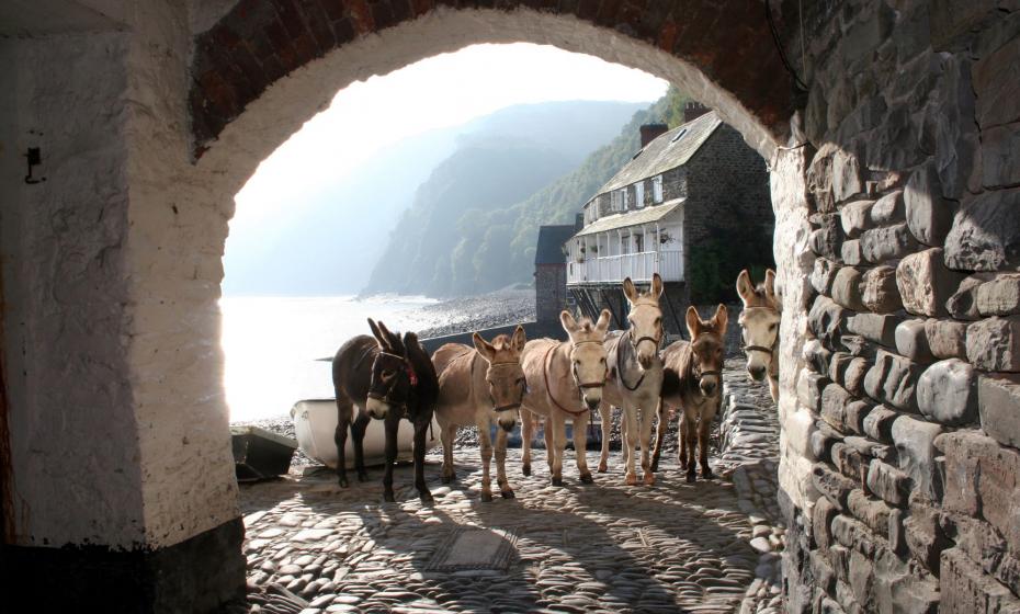 Clovelly Famous Donkeys North Devon