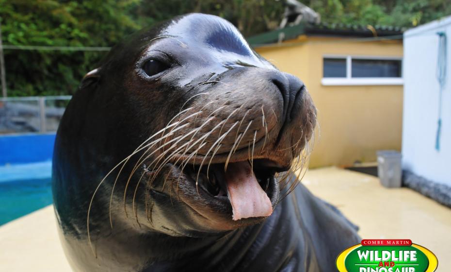 Combe Martin Wildlife and Dinosaur Park Morgan the Sealion North Devon 