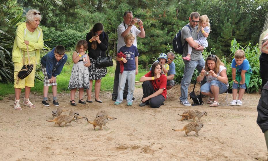 Meerkat Encounter Combe Martin Wildlife and Dinosaur Park North Devon 