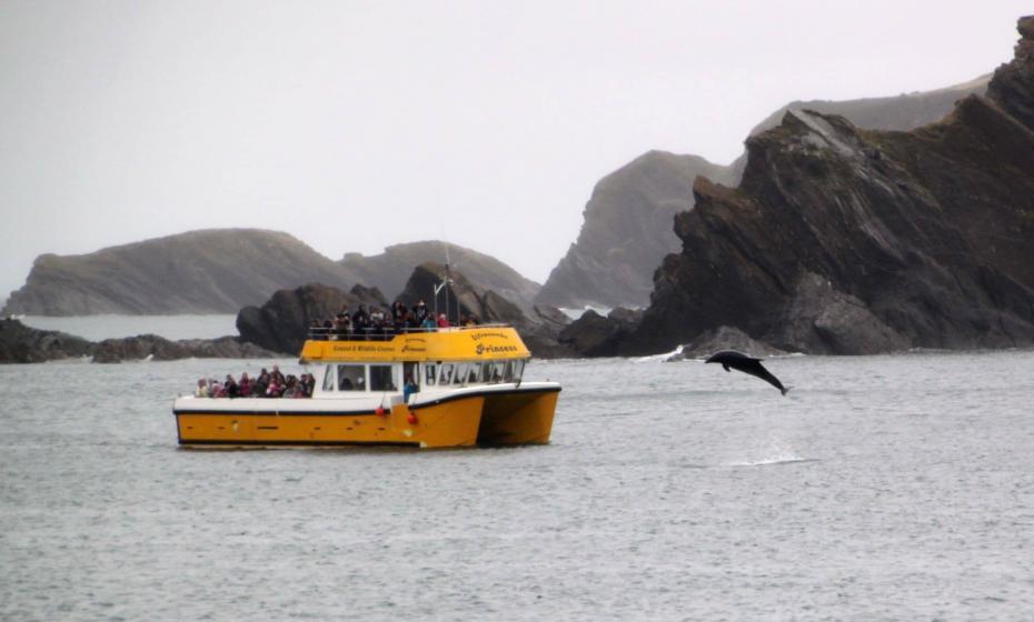 Ilfracombe Princess Wildlife Cruises Dolphin 