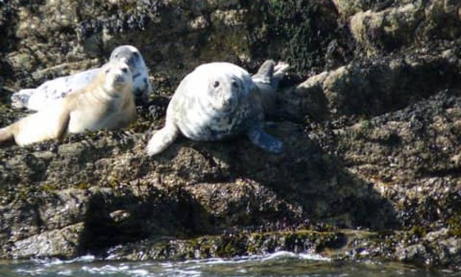 Ilfracombe Princess Wildlife Cruises Seals