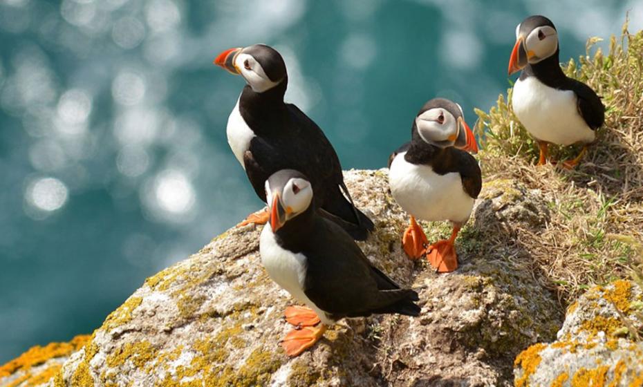 Lundy Island Puffins North Devon Unique Island Experience