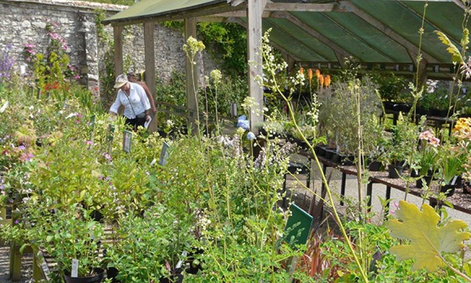 Marwood Hill Garden Plant Sales North Devon