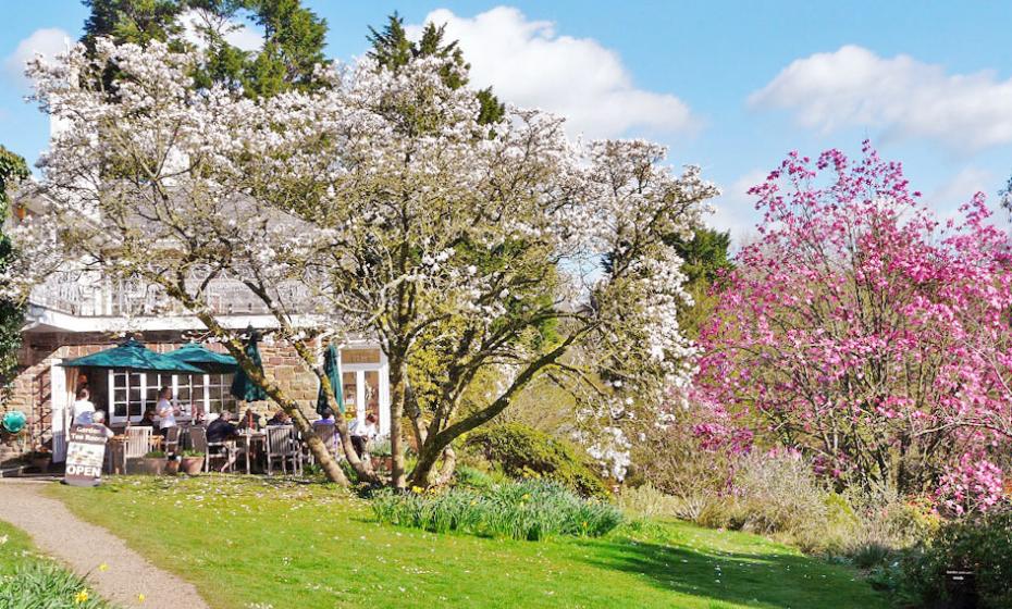 Marwood Hill Garden Tea Room North Devon