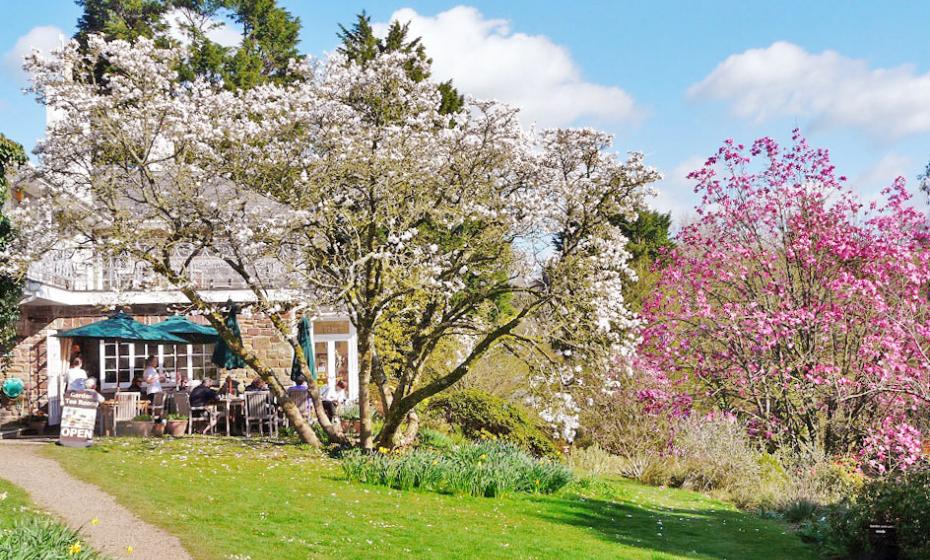 Marwood Hill Garden Tea Room North Devon