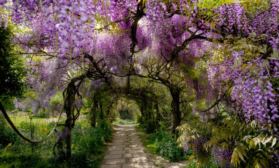 Marwood Hill Garden Wisteria North Devon 