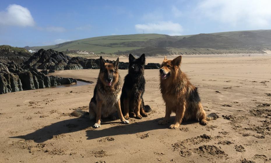 Shepherds Hut Cafe Dog Friendly Cafe in Woolacombe