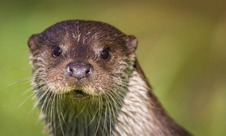 Tarka Trail Cycle Hire Barnstaple Otter