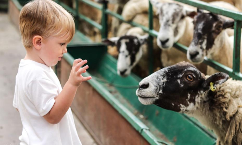 The Big Sheep Farm and Theme Park Bideford North Devon 