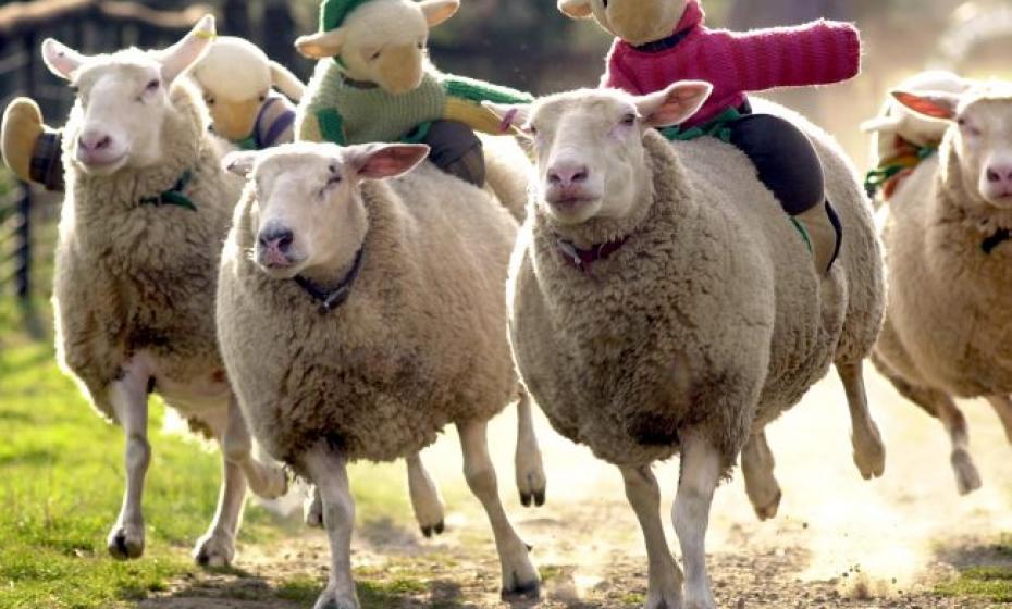 The Big Sheep Farm and Theme Park Bideford North Devon 