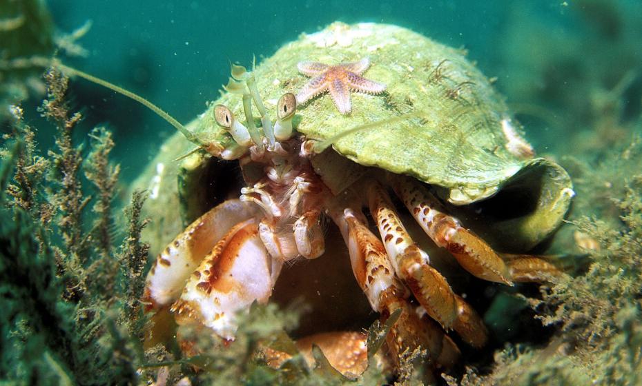 Ilfracombe Aquarium Hermit Crab