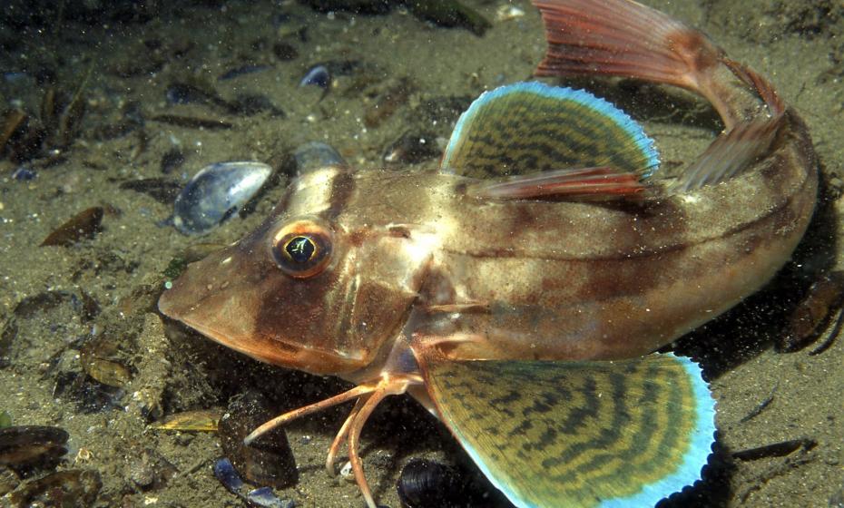 Ilfracombe Aquarium Tub Gurnard