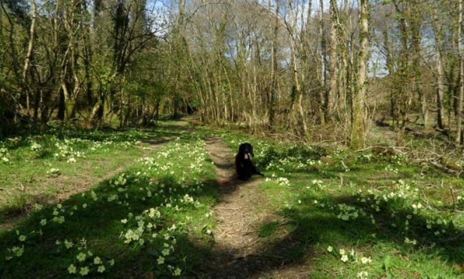 Private Woods - Spreacombe Gardens Pet Friendly Holiday Accommodation