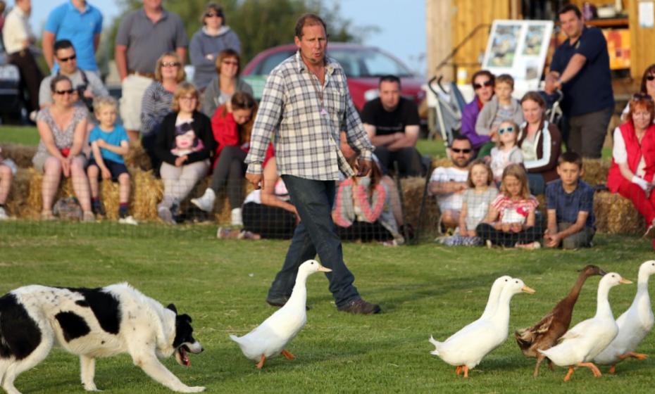 Borough Farm Sheepdog & Falconry Displays Mortehoe