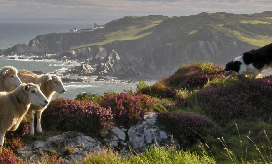 Borough Farm Shepherding Experience Walks Mortehoe