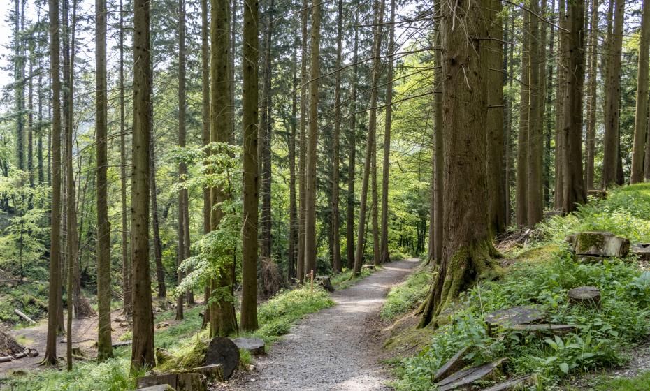 Arlington Court Woodland Walk Hugh Mothersole National Trust North Devon 