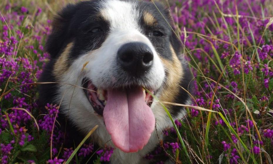 Fly Borough Farm Sheepdog & Falconry Displays Mortehoe