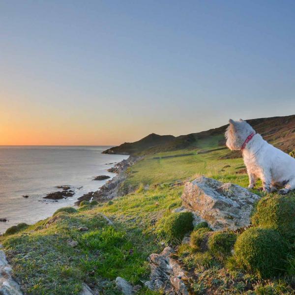 Dog watching sunset at Mortehoe