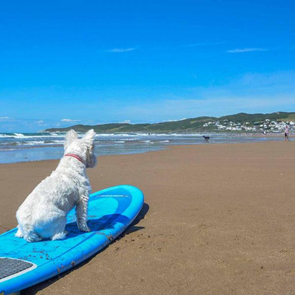 Dog on surf board at Woolacombe beach